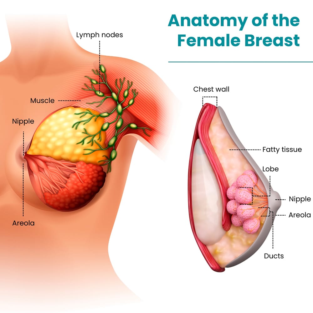 Anatomy of The Female Breast