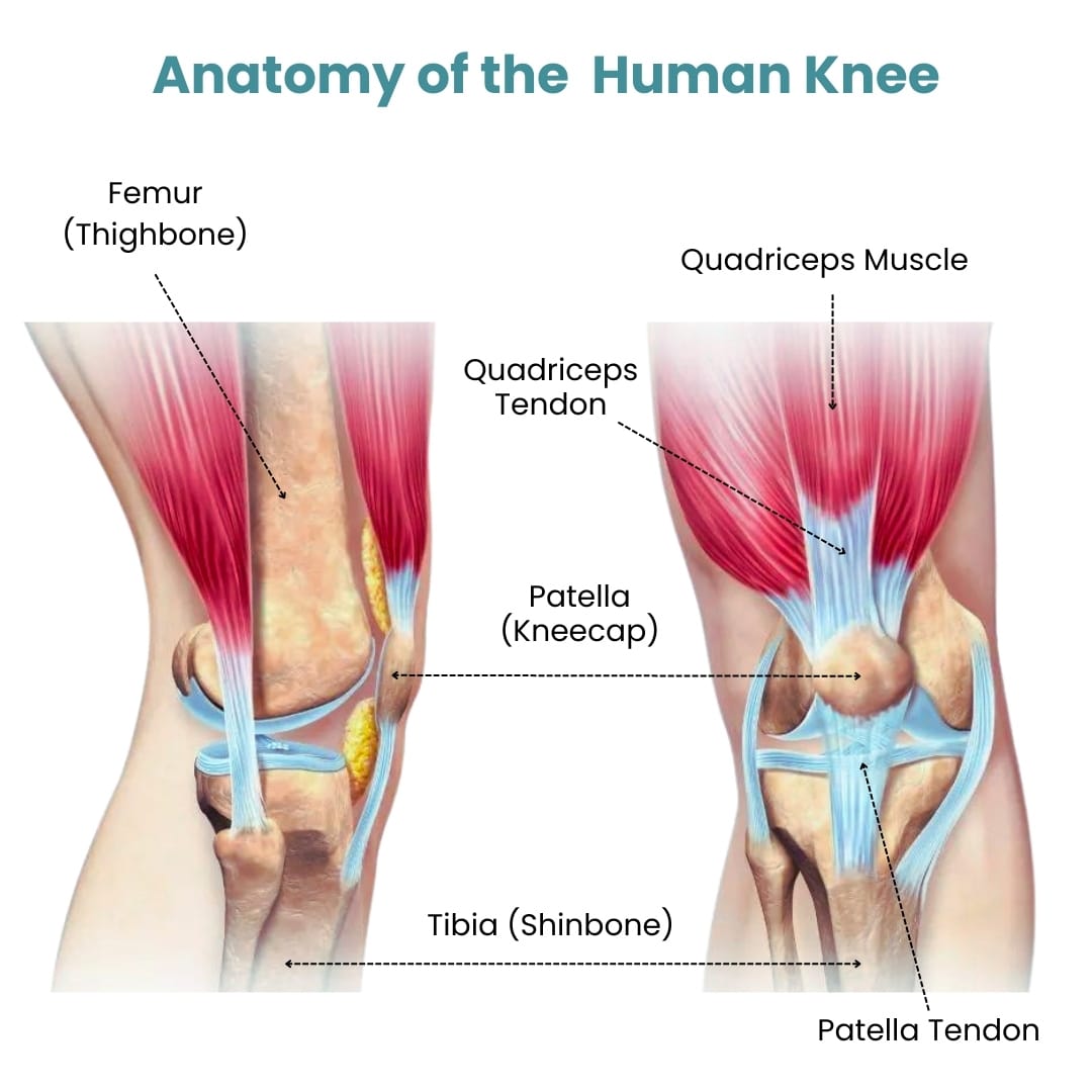 Anatomy of the Human Knee