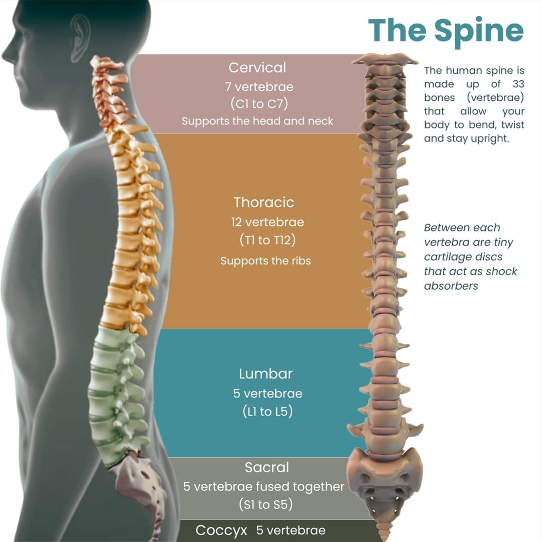 Anatomy of The Spine