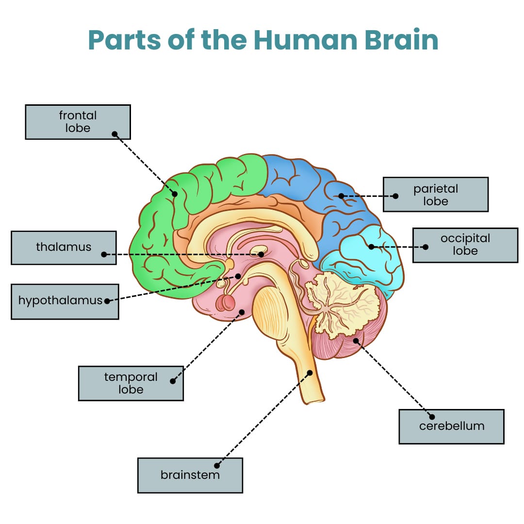 Parts of the Human Brain