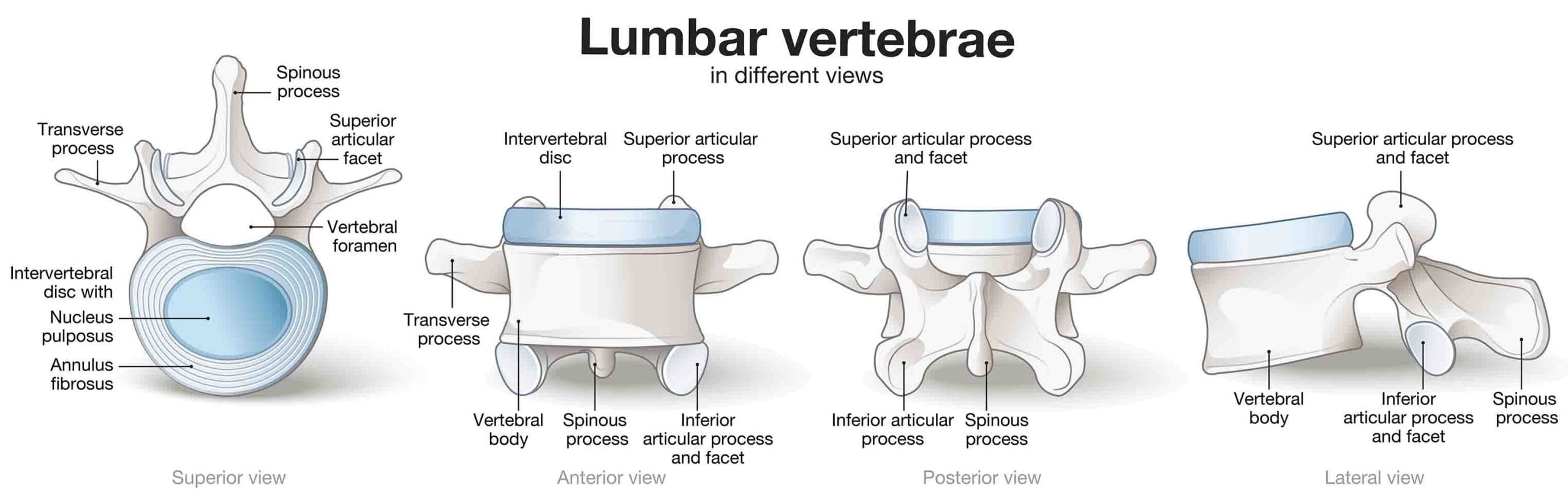 Lumbar vertebrae anatomy showing the intervertebral disc, vertebral body, facets, and spinal structures
